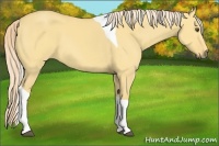 Horse Color:Palomino Dun Tobiano