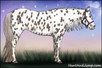 Horse Color:Chocolate Palomino Appaloosa