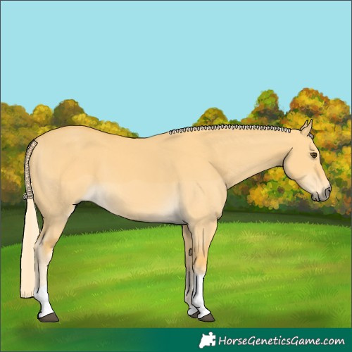 Horse Color:Palomino Dun Tobiano 