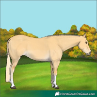 Horse Color:Palomino Dun Tobiano 