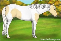 Horse Color:Palomino Dun Tobiano 