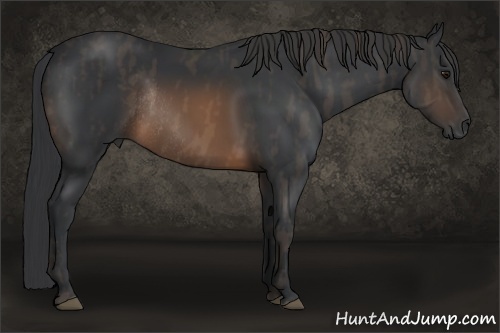 Horse Color:Brown Rabicano  Brindle