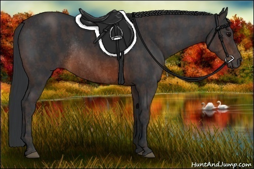 Horse Color:Brown Rabicano  Brindle