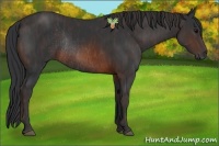 Horse Color:Brown Rabicano  Brindle