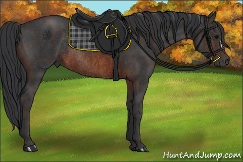 Horse Color:Brown Rabicano  Brindle