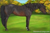 Horse Color:Brown Rabicano  Brindle