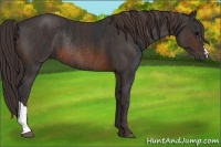 Horse Color:Brown Rabicano  Brindle