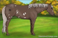 Horse Color:White Spotted Silver Black 