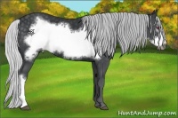 Horse Color:Silver Black Chinchilla Frame 