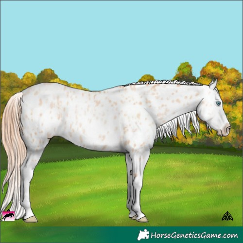 Horse Color:Sable Champagne Pearl Appaloosa Rabicano  and Sable Champagne Pearl Appaloosa Rabicano 