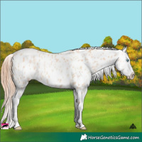 Horse Color:Sable Champagne Pearl Appaloosa Rabicano  and Sable Champagne Pearl Appaloosa Rabicano 