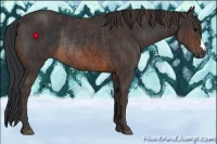 Horse Color:Brown Rabicano  Brindle
