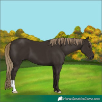 Horse Color:Liver Chestnut 