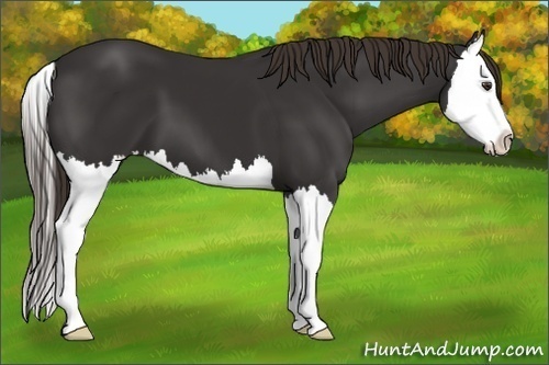 Horse Color:Liver Chestnut Splash 
