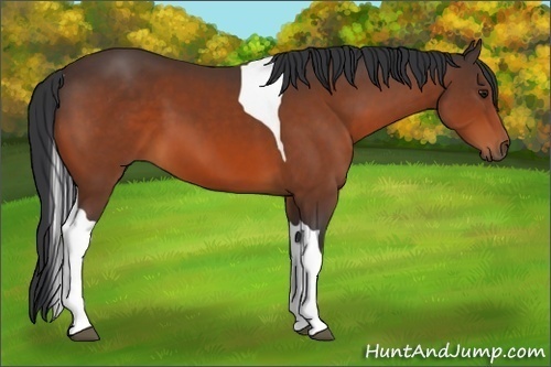 Horse Color:Bay Tobiano 