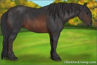 Horse Color:Brown Rabicano Brindle