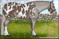 Horse Color:Chocolate Palomino Near Leopard 