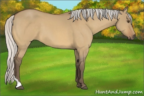 Horse Color:Silver Buckskin Dun Tobiano 