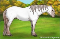 Horse Color:Chestnut Appaloosa 