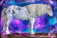 Horse Color:Smoky Blue Roan Splash Appaloosa 