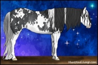 Horse Color:White Spotted Black Sabino Splash Rabicano 