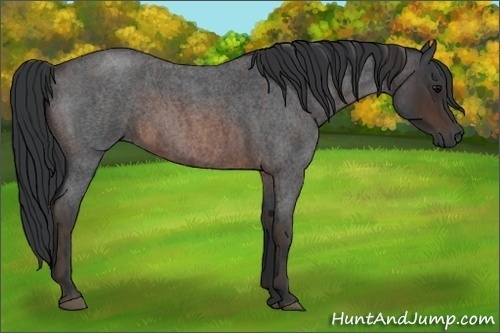 Horse Color:Brown Roan Rabicano Brindle