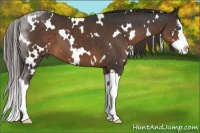 Horse Color:White Spotted Liver Chestnut Splash 