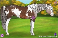 Horse Color:White Spotted Liver Chestnut Splash 