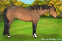 Horse Color:Buckskin Sabino 