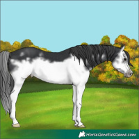 Horse Color:Black Sabino Splash Frame Appaloosa 
