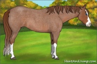 Horse Color:Red Roan Splash 