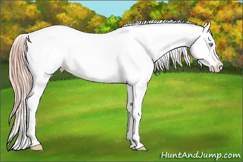 Horse Color:White Spotted Amber Cream Champagne Pearl Appaloosa 