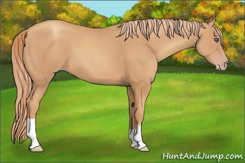 Horse Color:Gold Champagne