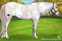 Horse Color:White Spotted Chestnut Appaloosa 