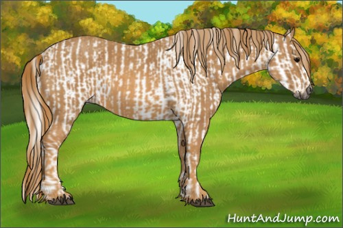 Horse Color:Gray White Spotted Black  Brindle