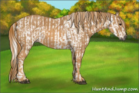 Horse Color:Gray White Spotted Black  Brindle
