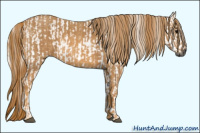 Horse Color:Gray White Spotted Black Brindle