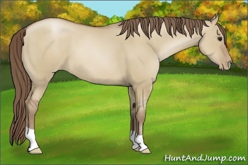 Horse Color:Grullo Pearl