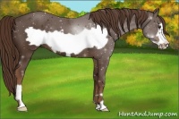 Horse Color:Liver Chestnut Frame 