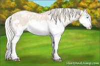 Horse Color:White Spotted Palomino Ice Pearl Splash