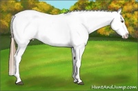 Horse Color:Liver Chestnut Pearl Sabino Appaloosa Rabicano