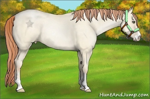 Horse Color:Classic Cream Champagne Pearl Dun Sabino Frame Rabicano 