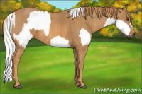 Horse Color:Gray White Spotted Black  Brindle