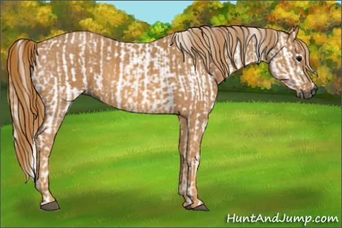Horse Color:Gray White Spotted Black  Brindle