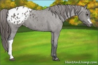 Horse Color:Grullo Appaloosa