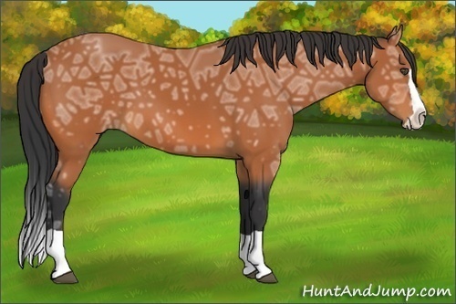 Horse Color:Unknown 