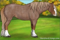 Horse Color:Red Roan Splash 