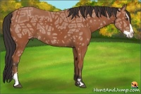 Horse Color:Bay Ice Splash Frame 