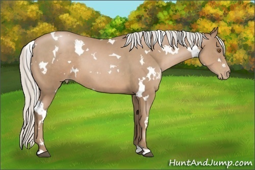 Horse Color:White Spotted Silver Black Pearl 