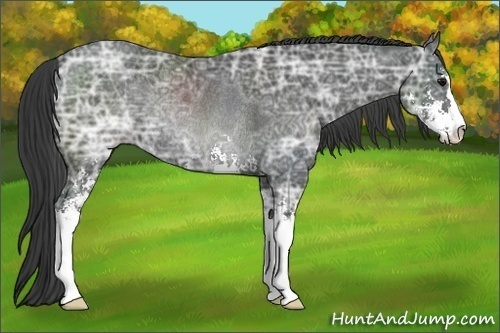 Horse Color:Black Ice Sabino Rabicano 